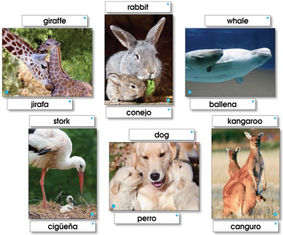 Animal Families Language Cards