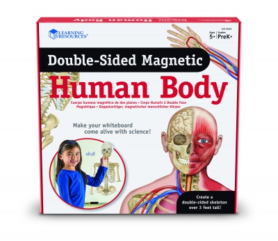 Double-Sided Magnetic Human Body
