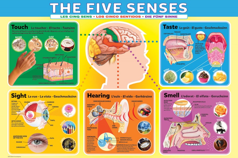Five Senses Educational Poster | Science Classroom Display
